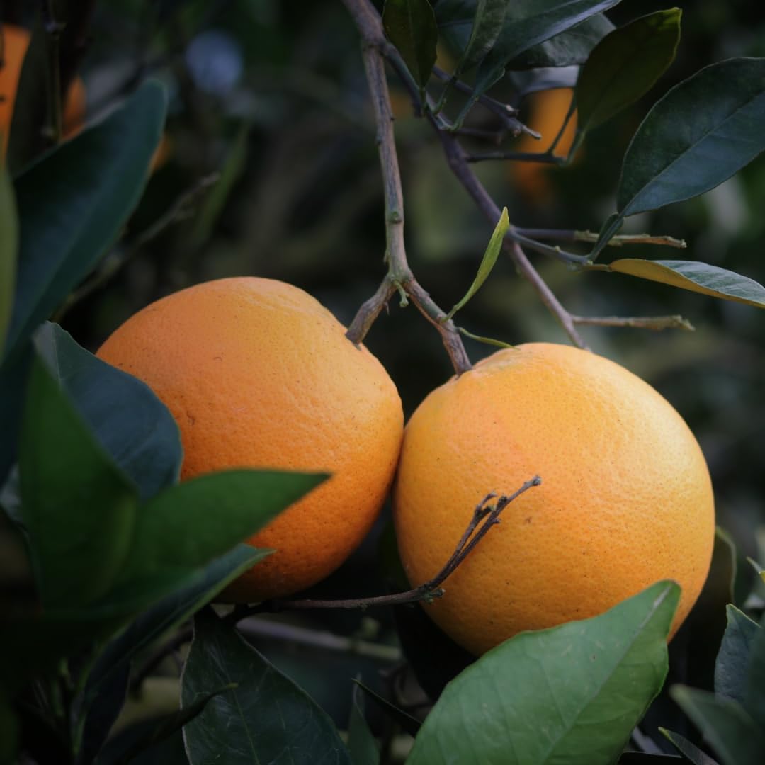Live Navel Orange Tree, Sweet Orange Fruit Plant, 3-4 Feet Tall in 5 Gallon Pot, Ready for Planting