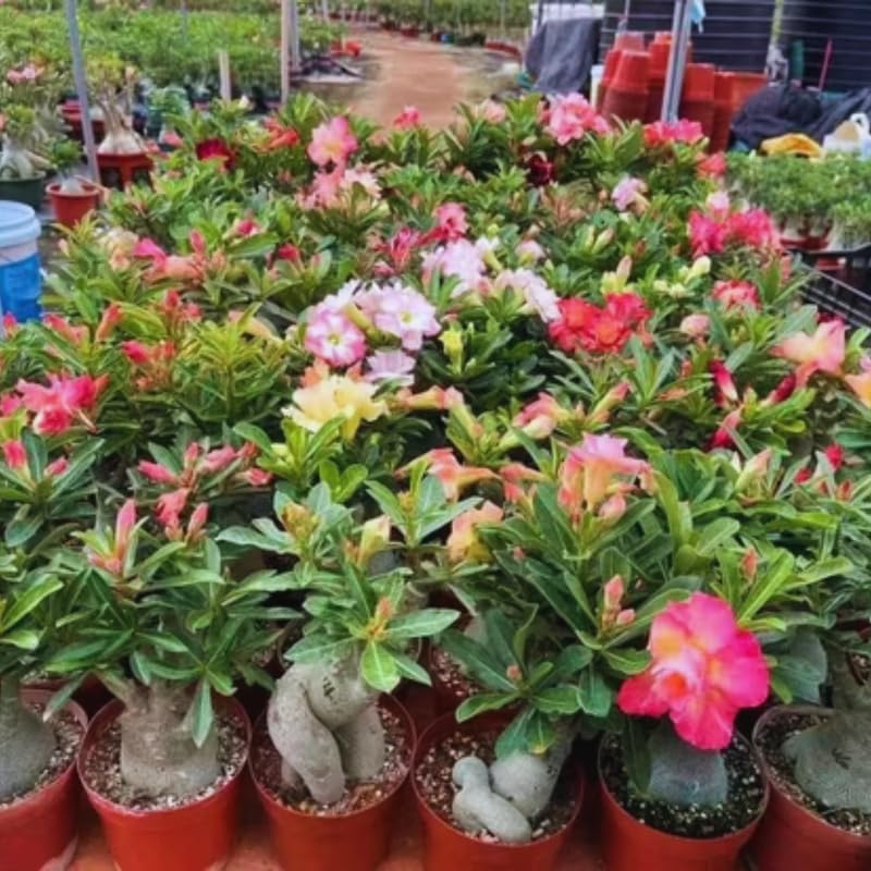 Red Desert Rose Plant Live, Adenium Desert Rose Plant Live, 4 to 7 Inches Tall, Flowering Succulent Plant