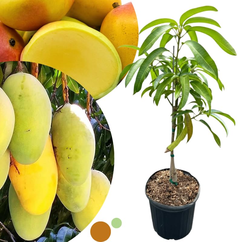 Yellow Mango Tree Live Plant for Planting, Grafted Mango Plant in 3 Gallon Pot, Fast Growing Tropical Fruit Tree Seedlings