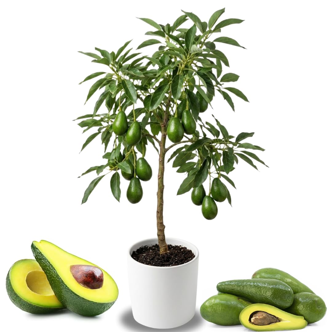 Long Neck Avocado Tree Live Plant, 3-4 Feet Tall, Avocado Fruit Tree in 3 Gallon Pot for Patio, Container, and Outdoor Garden Growing