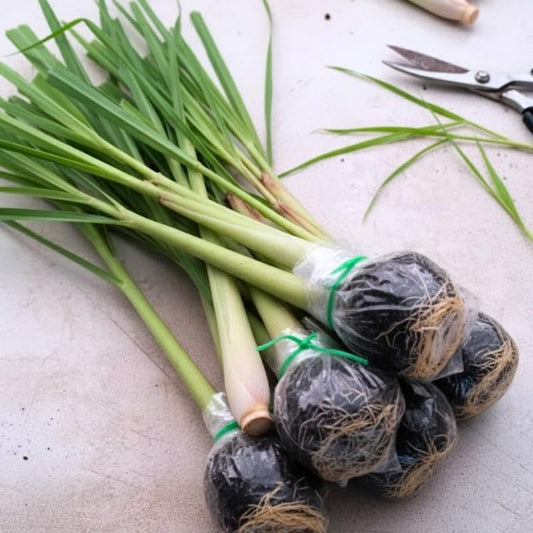 8 Live Lemongrass Stalks 5-9” Tall, Hardy Culinary Herb Plants for Outdoor Growing, Fragrant Lemongrass Plants Live