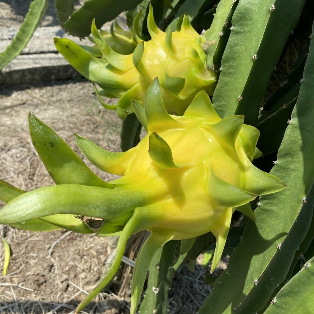 4 Yellow Dragon Fruit Plants Live, Pitaya Tree Plant Well Rooted 4 Inches