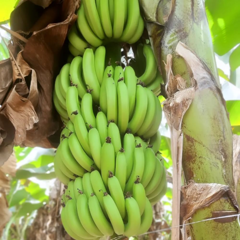 Dwarf Cavendish Banana Tree Plant, 1-2 Feet Tall in Gallon Pot, Cold Hardy Tropical Banana Plant Live, Outdoor Planting, No Ship to CA