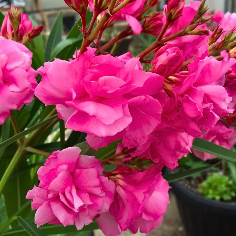 3 Pink Oleander Live Plants 4-7” Tall, Flowering Bush Starter Plant for Landscape Well-Rooted