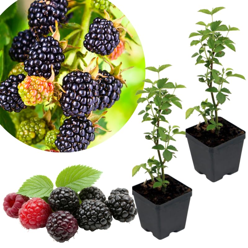 2 Ouachita BlackBerry Plants Live for Planting, High Yielding, Sweet Juicy Berries for Your Garden, 4-6" in Tall, Cold Hardy, Dormant in Winter, No Pot