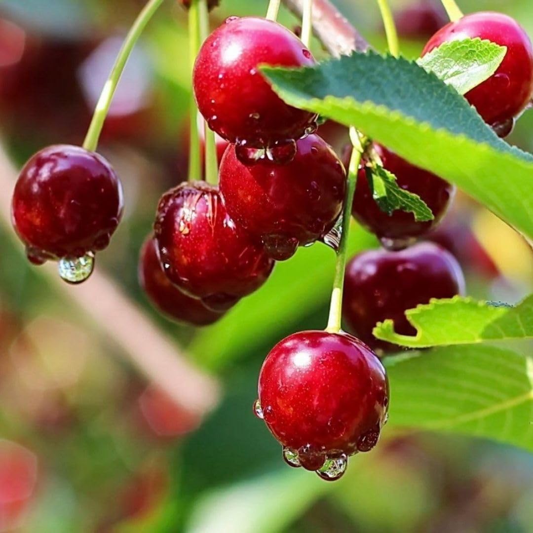 Velvety Red Cherry Trees Live Plants 3-4 Feet Tall, Sweet Cherry Fruit Plants Live 3 Gallon Pot, Hardy Fruit Trees for Planting, No Ship to CA