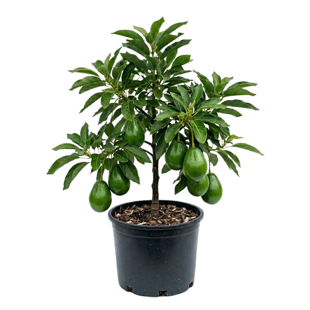 Oval Green Avocado Tree, Avocado Trees Live Plants, 2 Year Olds Avocado Tree, 3 Gallon Pot, 1-2 Feet Tall, Sweet Tropical Fruit for Planting, No Ship to CA