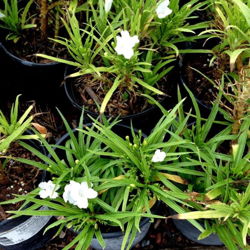 6 Dwarf White Mexican Petunia Plants Live, 4-7 Inches Tall, Hardy Perennial Flowers