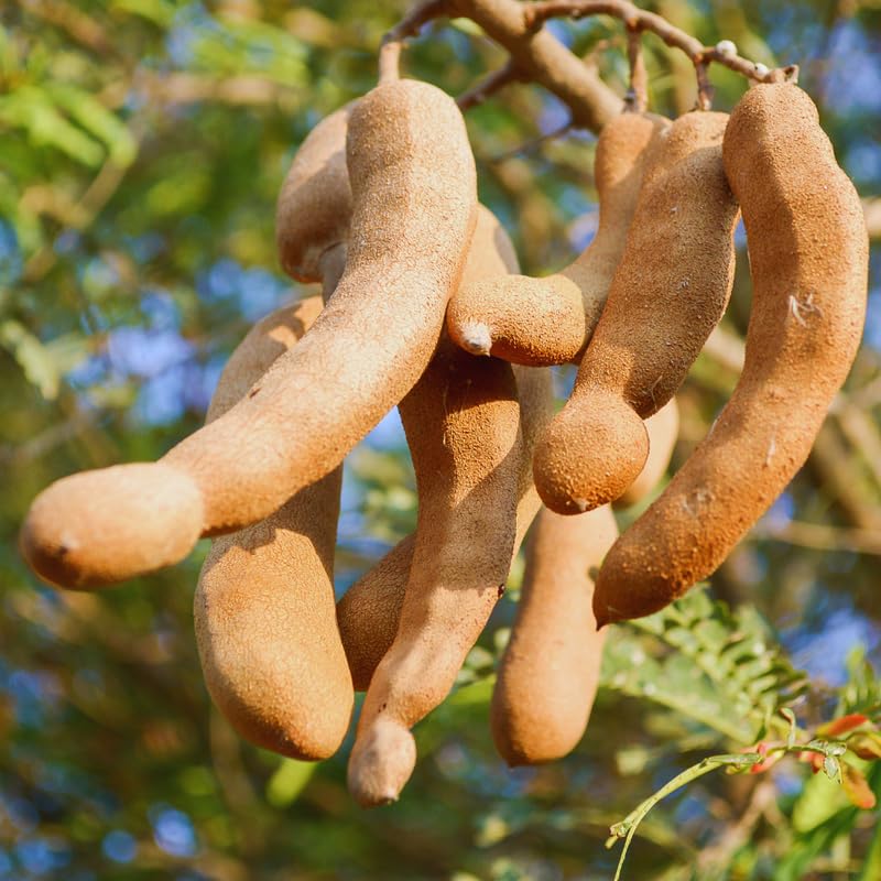 Tamarind Tree Live Plant, 2 to 3 Feet Tall, Live Tamarind Fruit Plant Live, 3 Gallon Pot
