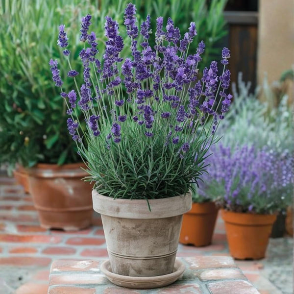 2 Provence Lavender Plants Live, 4-8" Purple Lavender Plant, Bare Root, No Pot - Fragrant Flowers Herb for Garden, Patio, and Container Growing
