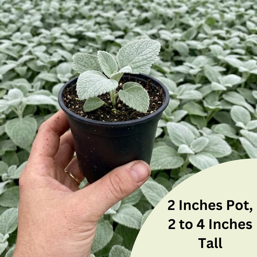 Set 2 Swedish Ivy Plant Live, Silver Swedish Ivy Plants Live House Plants, Seedlings from 2 to 4 Inches Tall, 2 Inches Pot