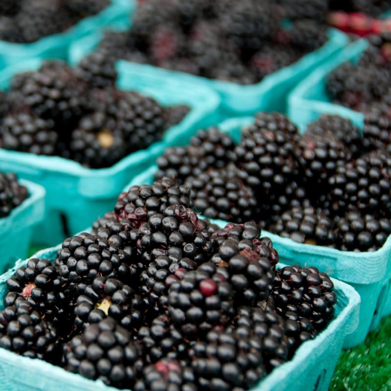 2 BlackBerry Bushes Live Plant, Sweet, Thornless, High Yielding Berries for Outdoor Planting, Fully Rooted 4-7 Inches (Ouachita)