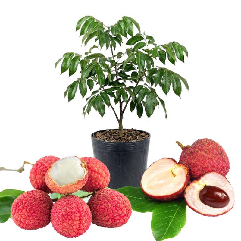 Airlayered Lychee Live Plant, Red Litchi Tree from 2 to 3 Feet Height, Sweet Tropical Fruit Plant for Edible Garden, 3 Gallon Container, No Ship to CA
