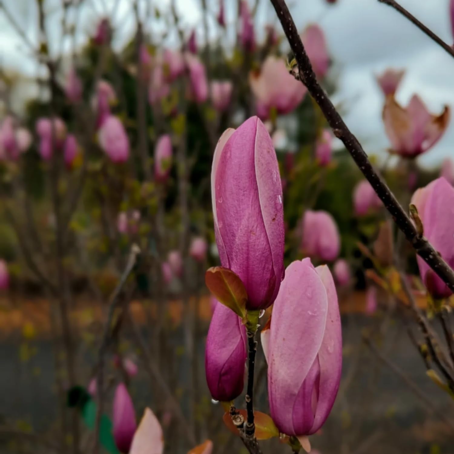Jane Magnolia Flowering Tree Live, Compact Ornamental Tree for Landscape or Home Garden, 2-3 Ft in 3 Gallon Pot, No Ship to CA