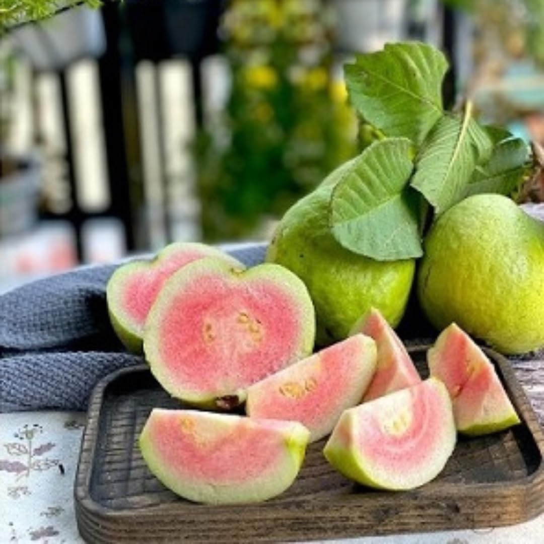 Live Ruby Guava Tree, Grafted Guava Plant, Tropical Fruit Tree, 4 Feet Tall, Ready for Growing