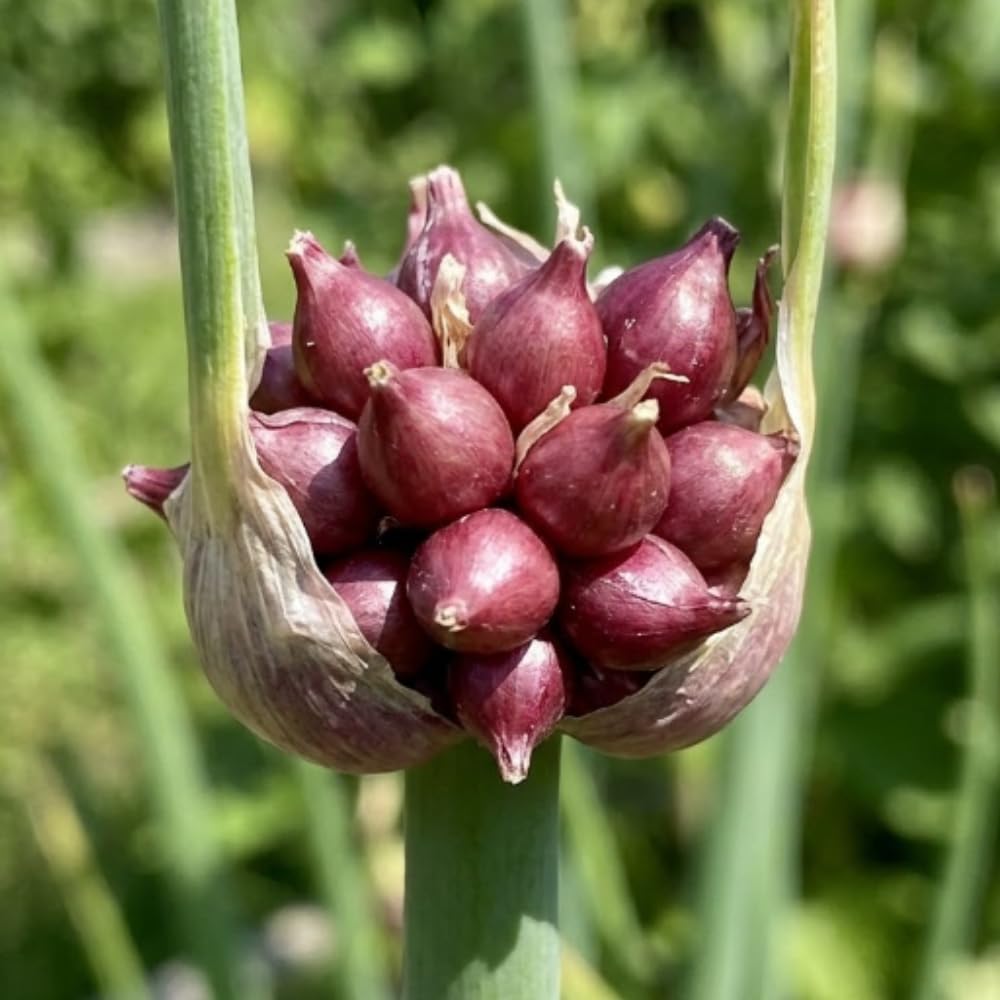 Set of 5 Egyptian Walking Onion Plants, 2 Year Old