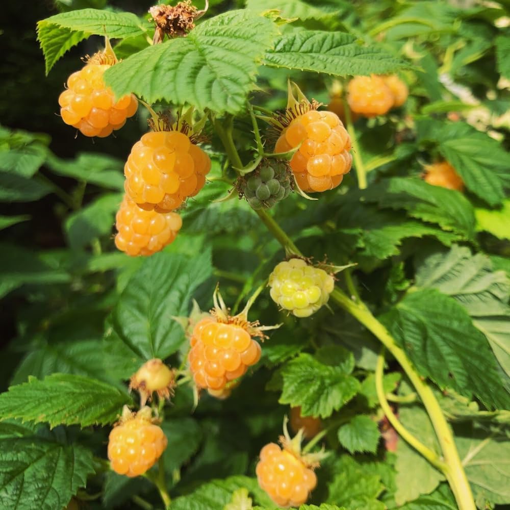 2 Mix Raspberry Plants Live, Sweet Raspberry Bush Shrub to Grow, Well-Rooted 4-8" in Tall, Cold Hardy