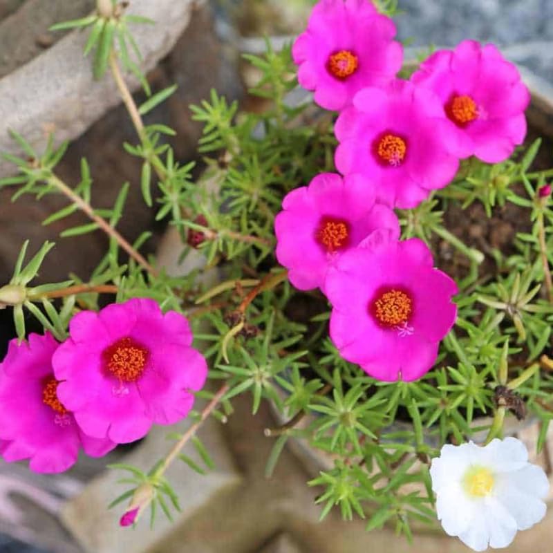 4 Pink Moss Rose Plants Live, Portulaca Ground Cover Flowers, 4-6 Inch Tall Plants for Garden or Containers