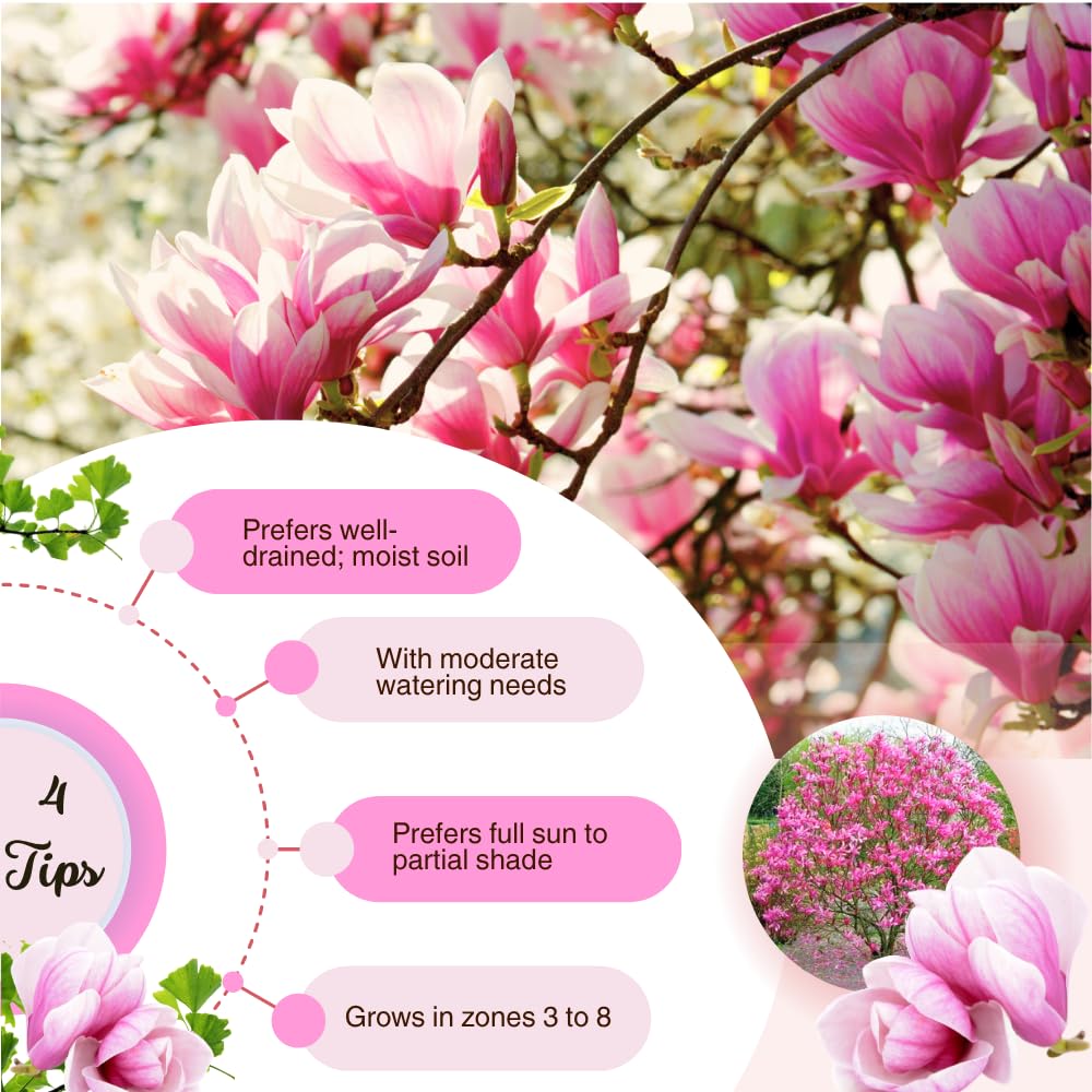 Jane Magnolia Trees Live Plant, Fragrant Magnolia Plants Live in 3 Gallon Pot, Vibrant Purple Flowers for Spring Blooms, 2 to 3 Feet Tall, No Ship to CA
