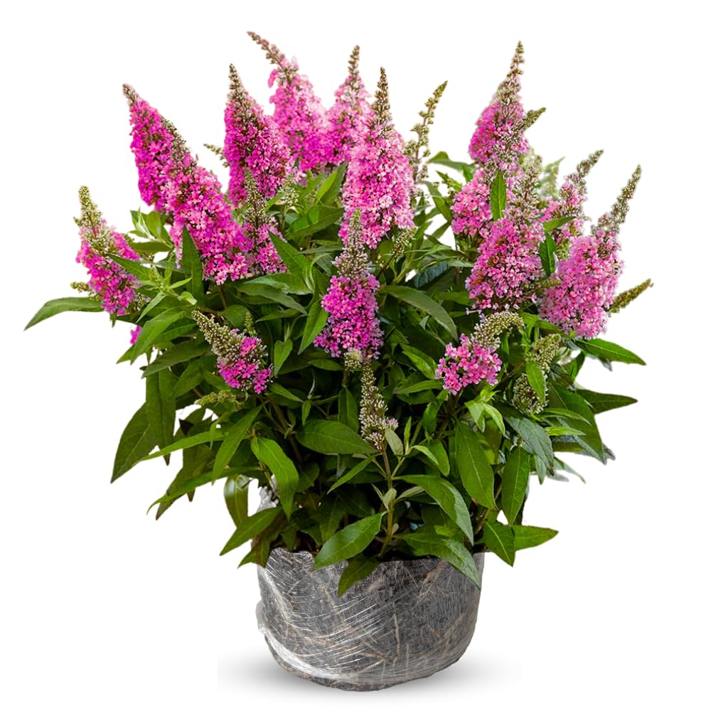 Butterfly Bush Live Plant 4-8 Inches, Fragrant Butterfly Bush Flowering Shrub Well Rooted, Outdoor Garden Planting (Raspberry Pink)