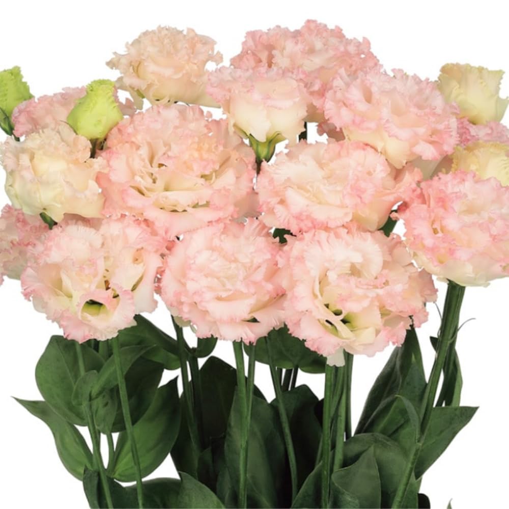 Apricot Eustoma Lisianthus Plants Live Plug Size, Well-Rooted 3-5" in Tall, Texas Bluebell, Thornless Love Rose Plant, Summer Fall Bloom