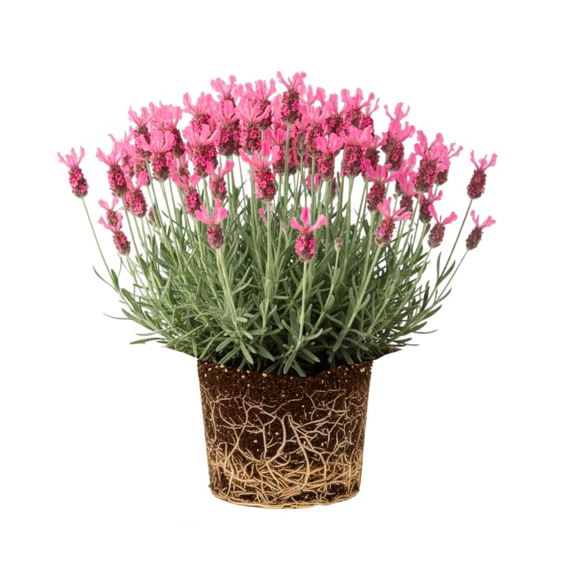 Live Lavender Plant in 3'' Pot, Fragrant Perennial Herb for Indoor and Outdoor Growing, Well Rooted Lavender Flowering Bushes