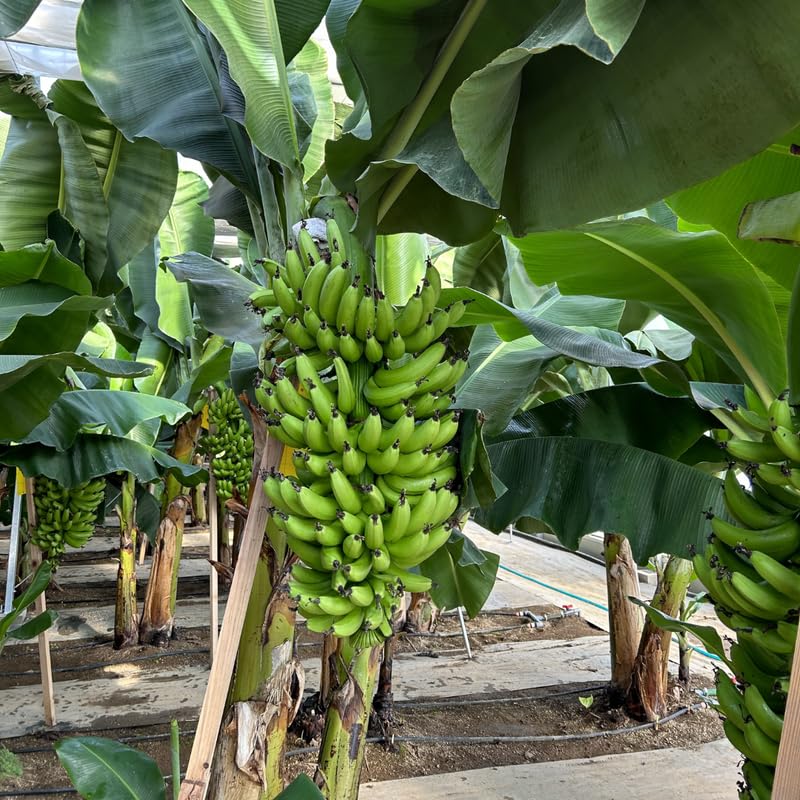 2 Dwarf Cavendish Banana Trees Live Plants Well-Rooted, High Yield and Easy to Grow Banana Plants, 4-9 Inc Tall, No Pot, Cold Hardy, Compact Size