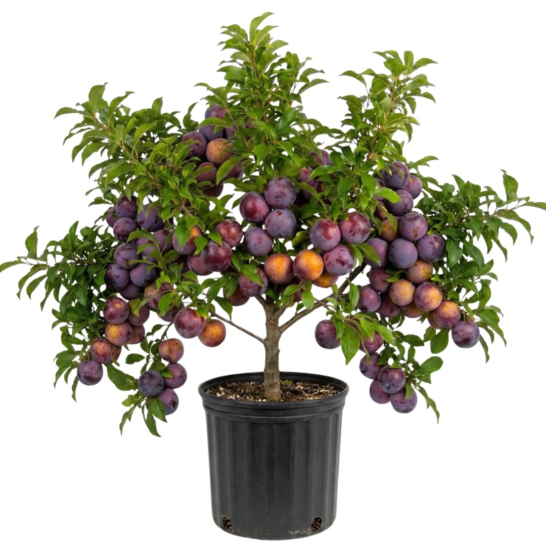 Live Flavor Pluot Tree Plant, Pluot Fruit Tree, Well Rooted, 1-2 Feet Tall in 3 Gallon Pot, for Outdoor Planting, No Ship to CA