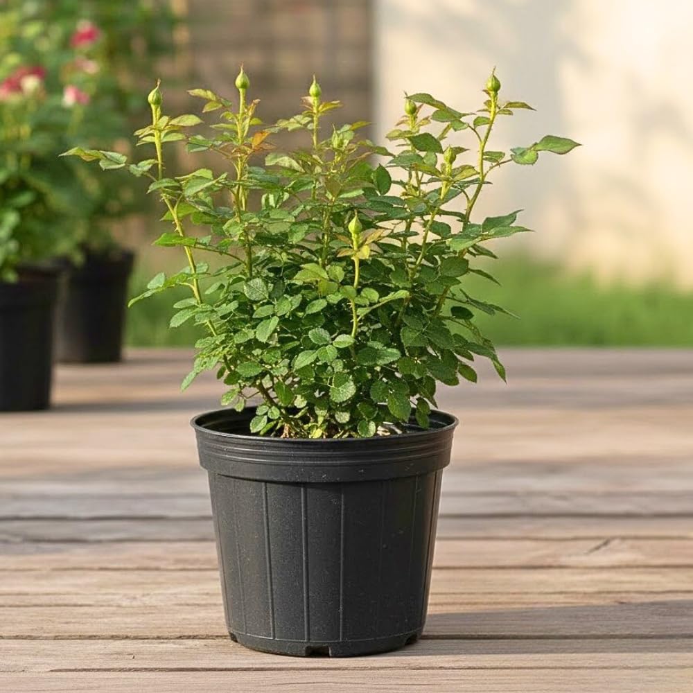 Rose Plant Live, Red Rosa Live Plant, Fragrant Red Flower, 2-3 Feet Tall for Growing