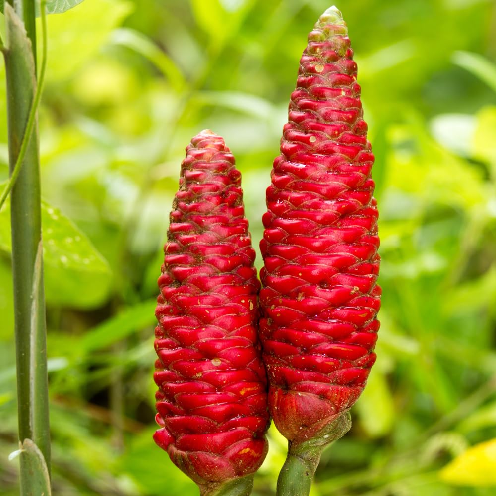 Shampoo Ginger Plant Live for Planting, Zingiber Zerumbet 4-6 Inches, Red Pinecone Hawaiian Ginger for Outdoor Garden