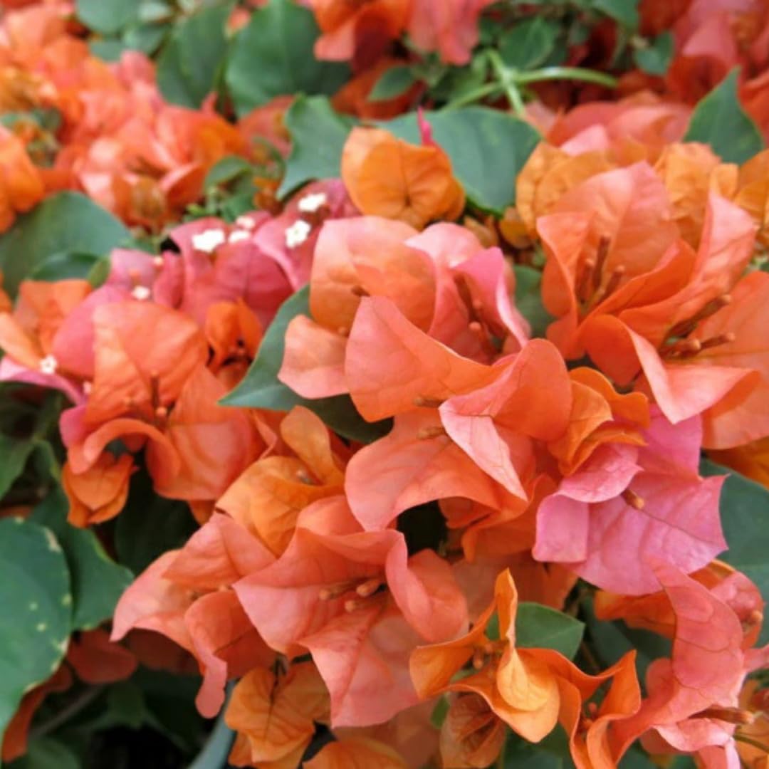 2 Orange Bougainvillea Plants Live, Bougainvillea Flower Plant, 3 to 5 Inc Tall, Live Bougainvillea Vine Plant