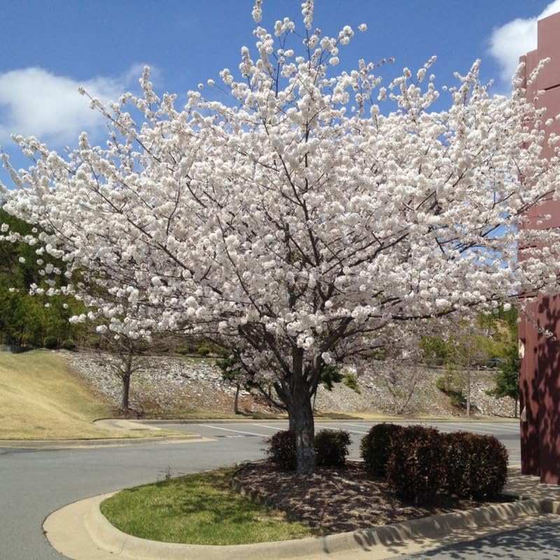 Cherry Blossom Tree, White Cherry Tree Live Plant, 6-12 Inch Tall in 2.5 Inch Pot, Dormant in Winter