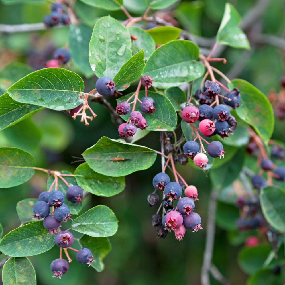 Serviceberry Live Plant, Berry Plant, 4-8 Inch Tall