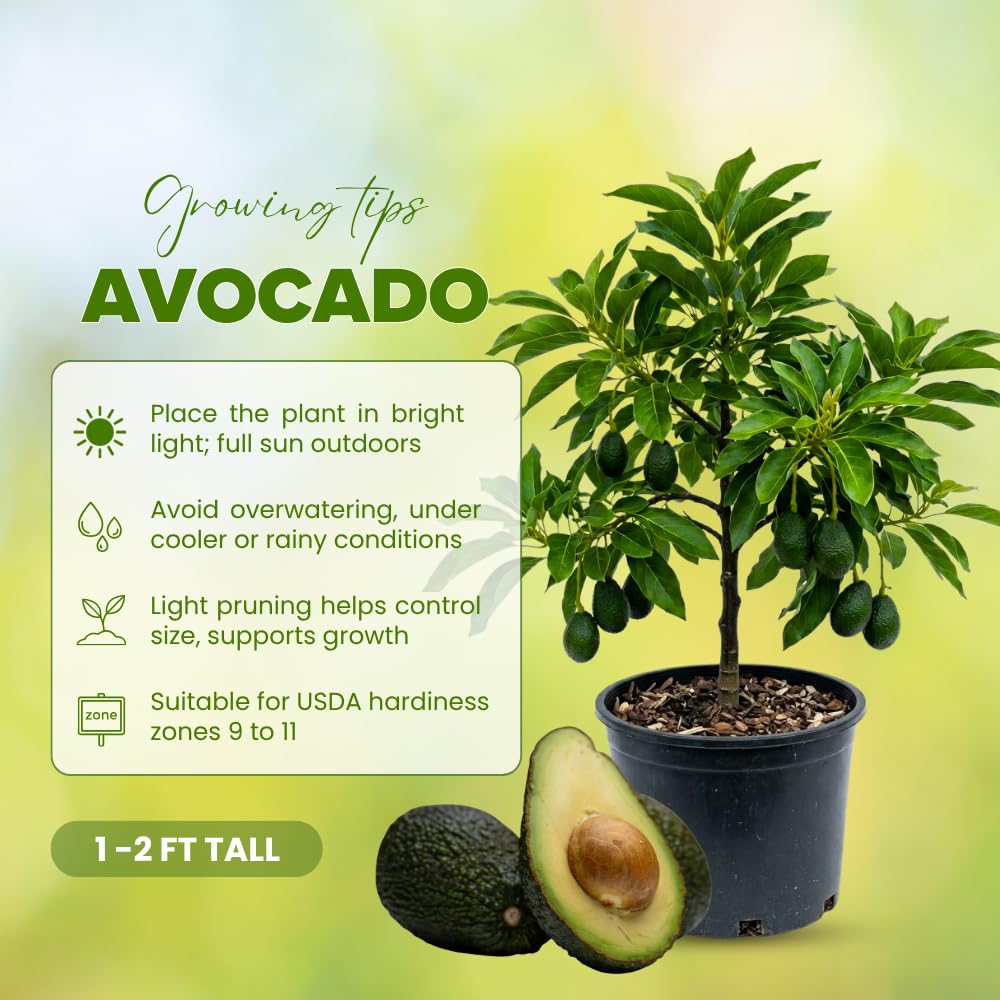 Large HASS Avocado Tree, Avocado Trees Live Plants, 2 Year Olds Avocado Tree, 3 Gallon Pot, 1-2 Feet Tall, Sweet Tropical Fruit for Planting, No Ship to CA