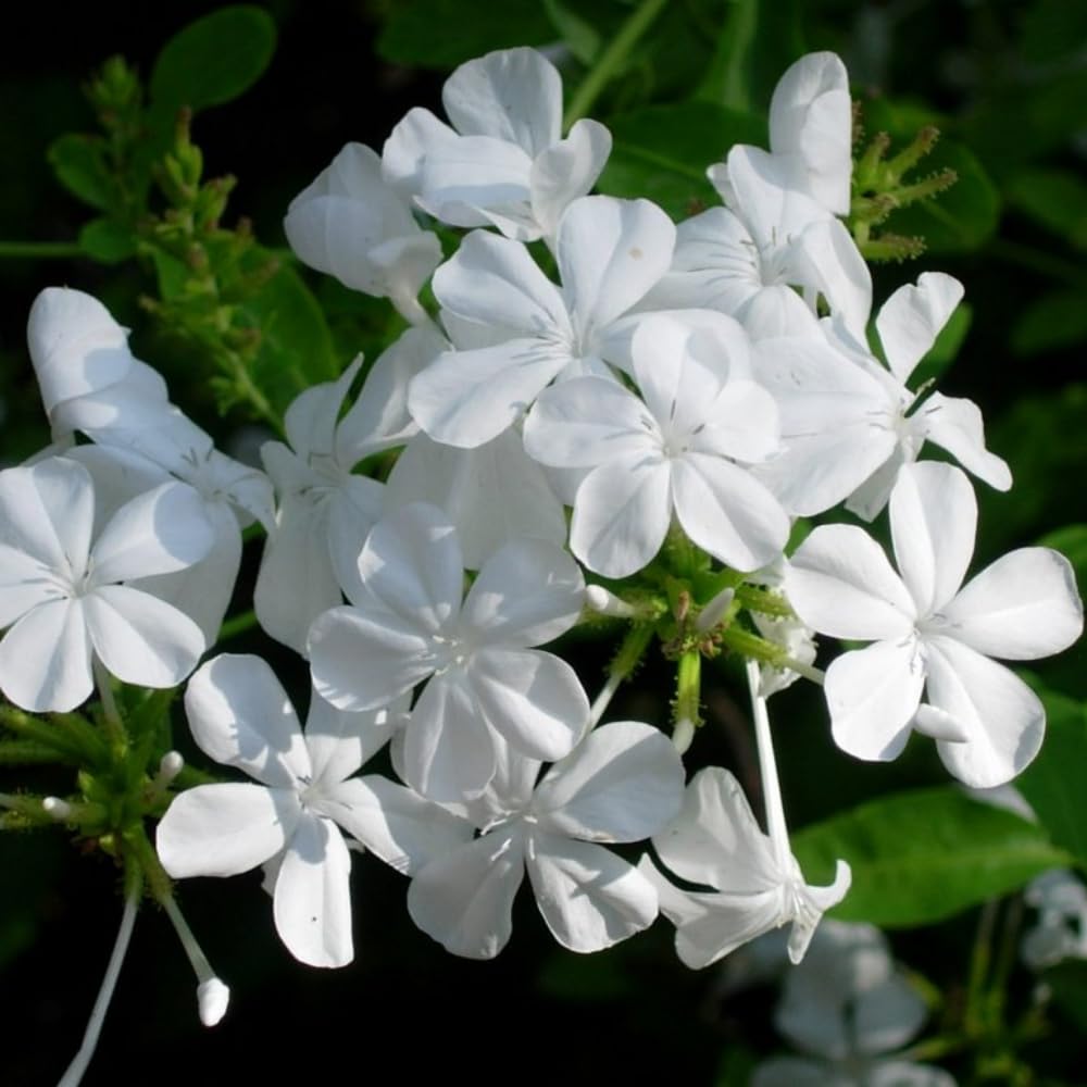 Pack 3 White Plumbago Plants Live, 4-7 Inches Tall, Tropical Flowering Shrub for Garden or Containers