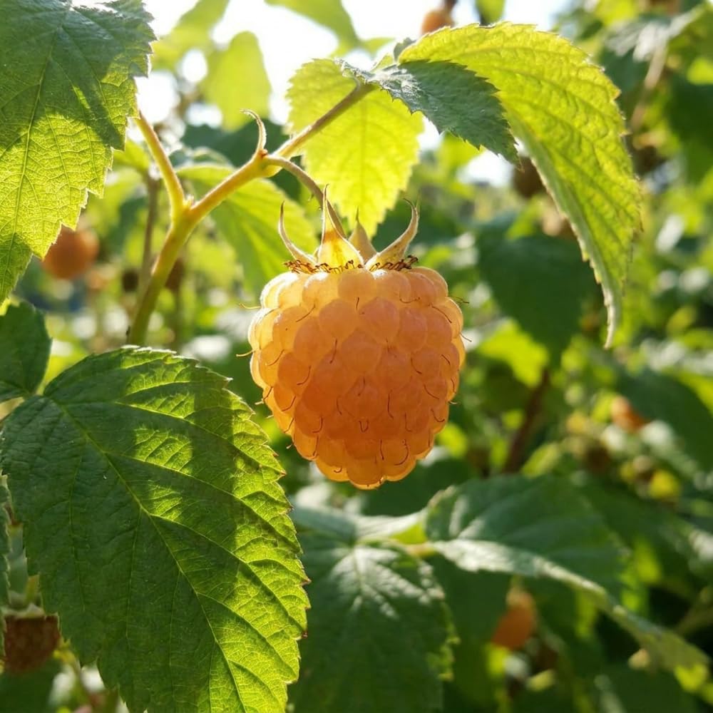 Gold Raspberry Live Plant, Berry Bush Plant, 5-8 Inch Tall