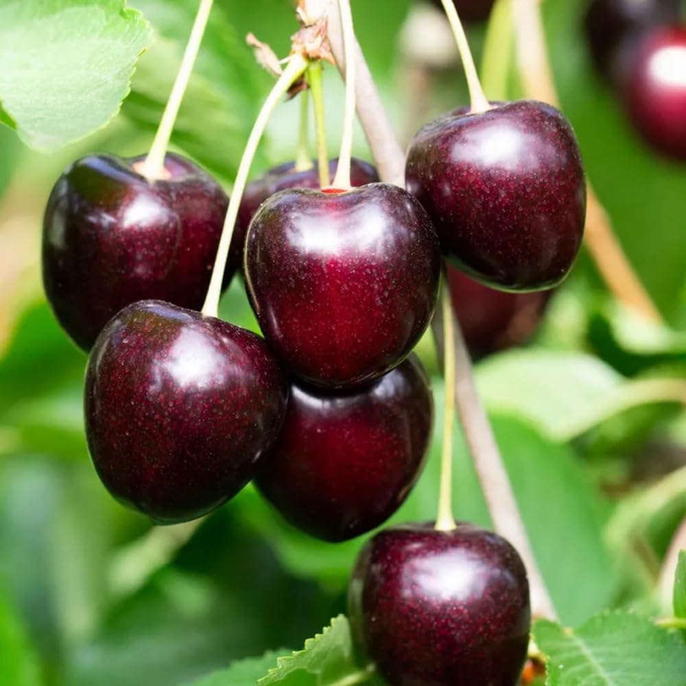 Black Cherry Trees Live Plants 1 Year Old, Bare Roots 1.5-2 Feet in Tall, Dormant Hardy Cherry Fruit Sweet, Shade Tree for Outdoor Planting