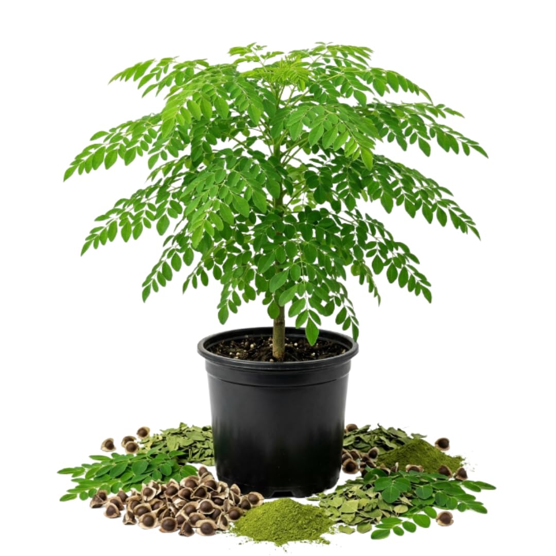 Moringa Tree Live Plant in 1 Gallon Pot, 2 Feet Tall Tropical Plant, Fast Growing Indoor Outdoor Trees, Moringa Tree for Container, Patio and Backyard Garden, No Ship to CA