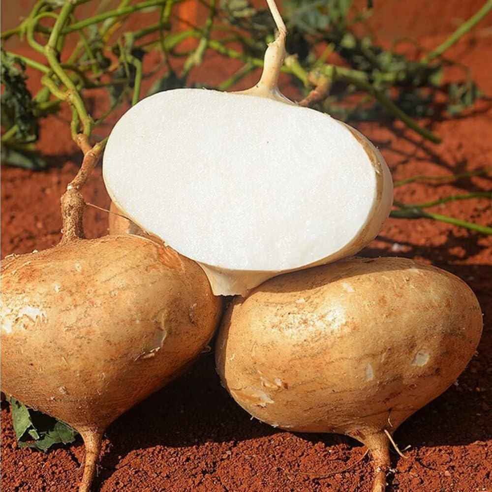 100 Jicama Seeds for Planting Outdoor, Easy Growing Mexican Yam Bean, Tasty Root Vegetable for Your Garden