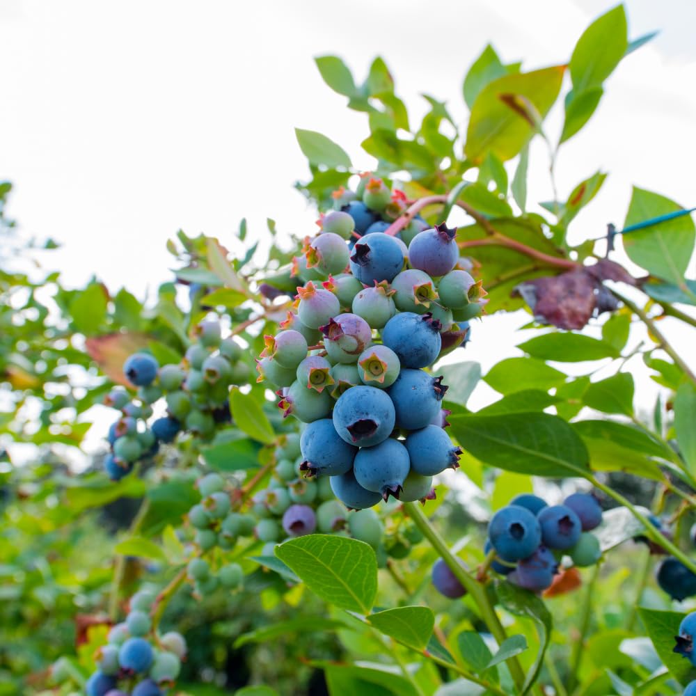 2 Blueberry Bushes Live Plant, 4-6'' Tall Well Rooted Plant, Sweet, High-Yielding, Hardy Blueberries for Garden or Containers (Biloxi Blueberry)