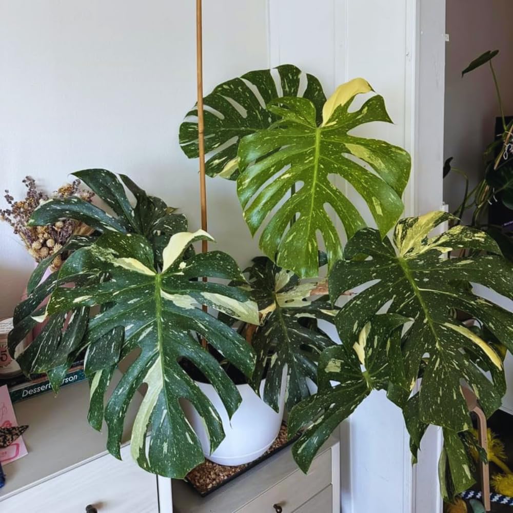 Variegated Monstera Plant Live, Monstera Live Plant from 4 to 6 Inches Tall, House Plant Live Garden
