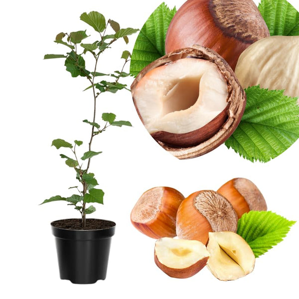 1 Year Old Hazelnut Tree Live Plant Seedling, Dormant 1-2 Ft Tall, Well-Rooted, Hight Yield and Cold Hardy Variety