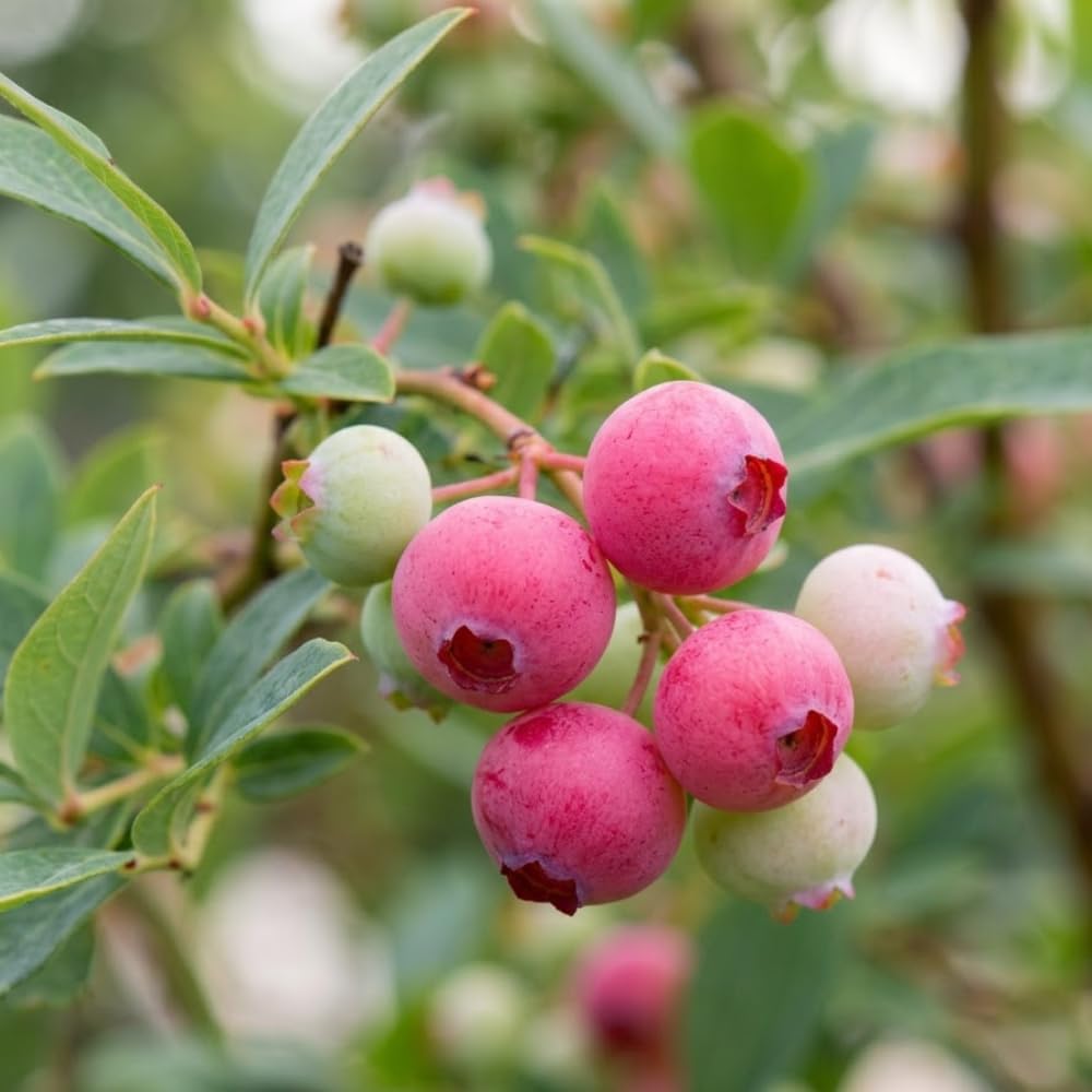 Pink Lemonade Blueberry Live Plant, 1 Feet Tall in 1 Gallon Pot, Blueberry Live Plant, Sweet Edible Pink Blueberries, Outdoor Container Garden, No Ship to CA
