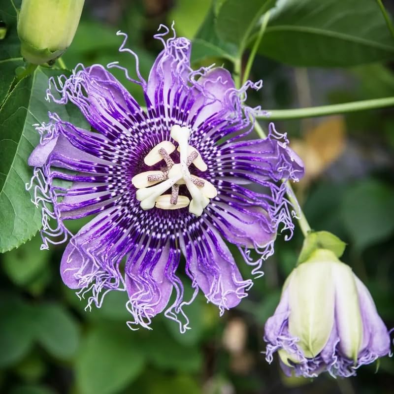 Purple Passionfruit Tree Live Plant, Passion Fruit Vine for Planting, 4-8 Inches Tall