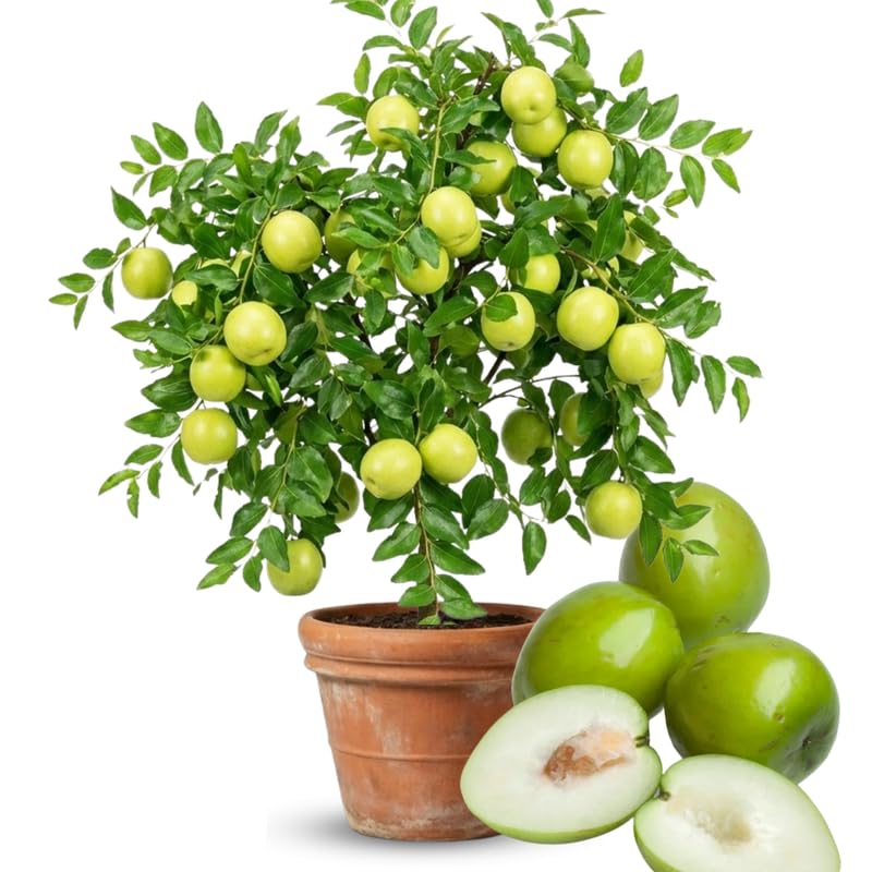 Live Thai Jujube Fruit Tree Live Plant in 3 Gallon, Date Tree 1-1.5 Ft Tall for Patio or Garden Spring Planting