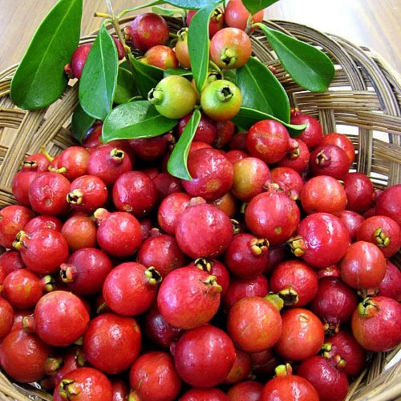 Strawberry Guava Tree Live Plant, Sweet Tropical Fruit Tree for Patio, 2-3 Feet Tall in 3 Gallon Pot for Planting Outdoors, No Ship to CA