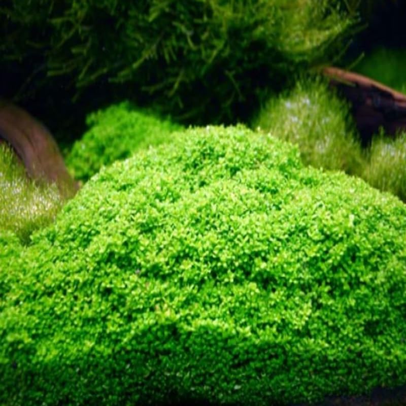 Dwarf Baby Tears Aquarium Live Plant 1 Portion, Dwarf Baby Tears Live Aquatic Plants for Freshwater Aquarium Plants