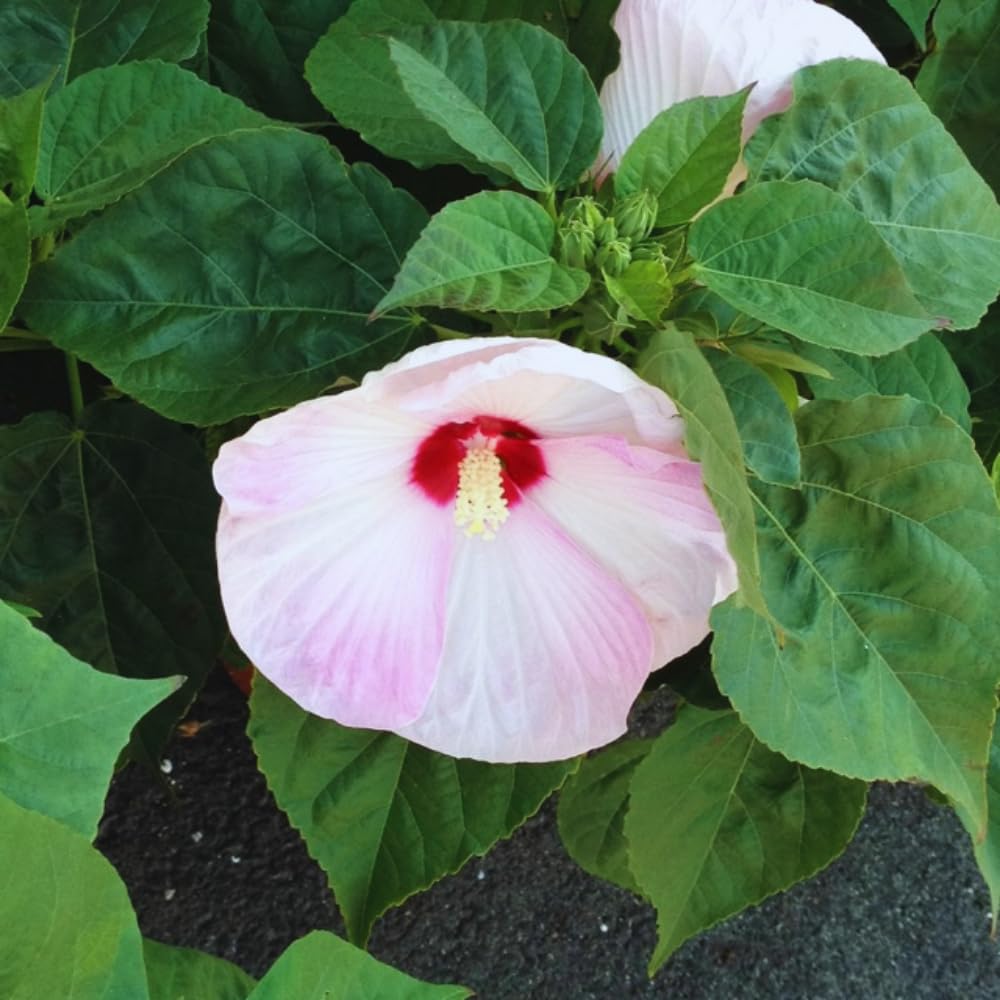 2 Hardy Hibiscus Plants Live, Pink Hibiscus Flowers Plant, 4 to 6 Inches Tall, Hibiscus Tree Live Plant for Gardening Indoor Outdoor