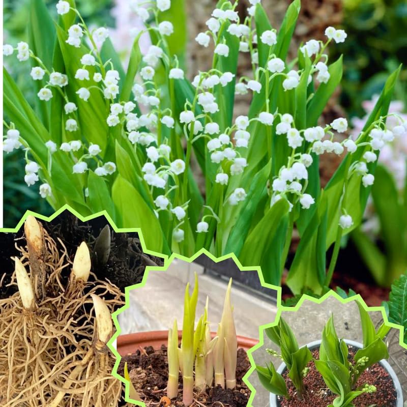10 Lily of The Valley Bareroot, Lily of The Valley Bulbs, Flower Plant Bare Roots for Growing Indoor Outdoor