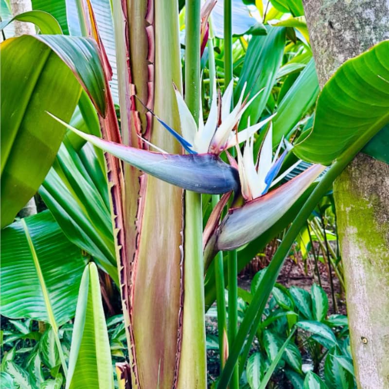 4 White Bird of Paradise Plants Live, Strelitzia Reginae, 4-7 Inch Tall, Tropical Flowering Plants for Indoor or Outdoor Growing